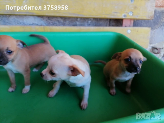 продавам 3бр. женски пинчери, снимка 3 - Пинчер - 54319236