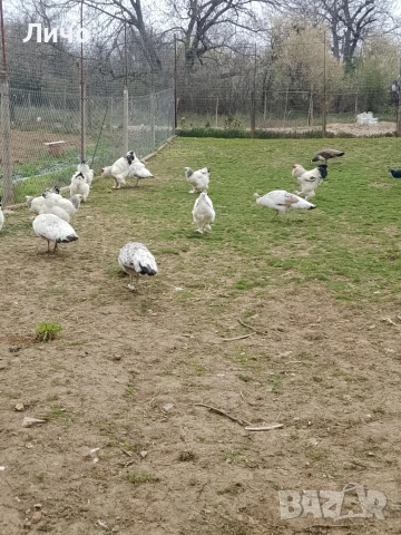 яйца от пауни , снимка 9 - други­ - 54164995