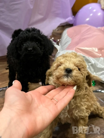 Пудел той , снимка 3 - Пудели - 54304022