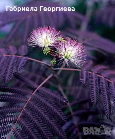 Албиция "Шоко", снимка 2 - Градински цветя и растения - 53891441