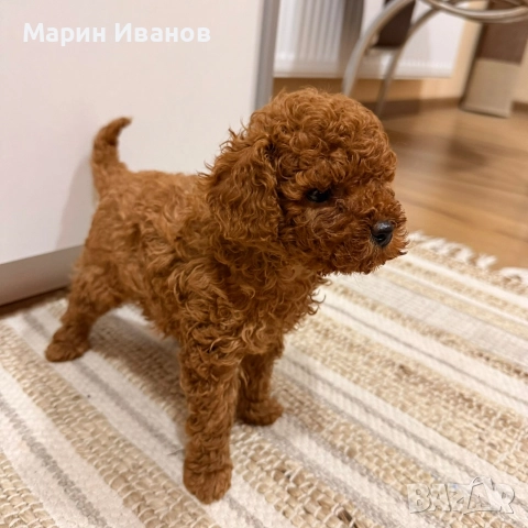 Пуделче, момче с две ваксини!, снимка 14 - Пудели - 52832544