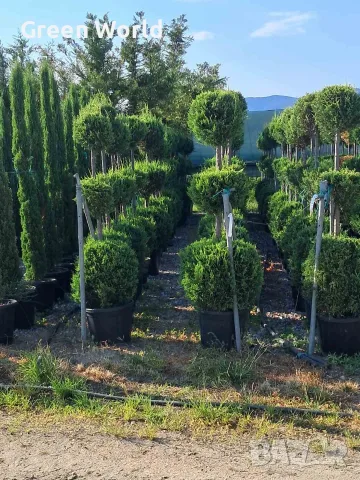  Лейландски кипарис топиари - 3 топки, 1.8 м - 60 €