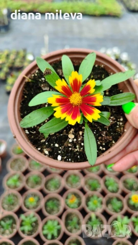 ореопсис Злато и Бронз, Coreopsis grandiflora UpTick™ Gold & Bronze, студоустойчив и многогодишен, снимка 10 - Градински цветя и растения - 54071950