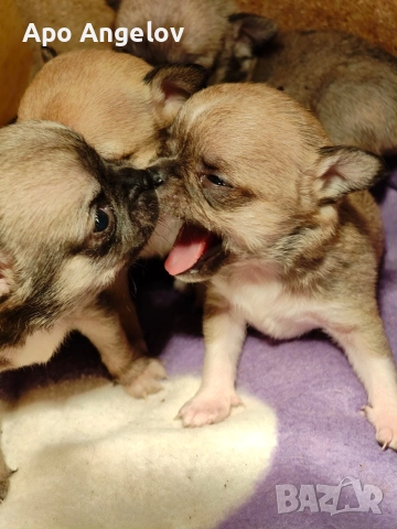 чихуахуа мини , снимка 2 - Чихуахуа - 52919327