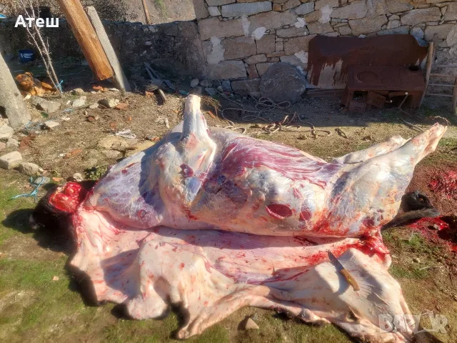 продавам прясно телешко месо, снимка 4 - Крави - 55768922
