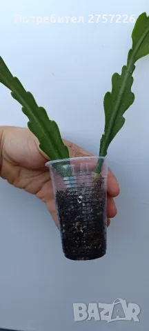 Disocactus crenatus, снимка 3 - Стайни растения - 56515596