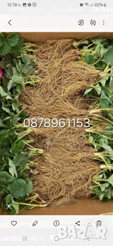 Целогодишни ягоди , снимка 10 - Разсади - 49982377