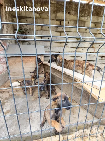 🐕 ПРОДАВАТ СЕ КУЧЕНЦА МАЛИНОА 🐕, снимка 9 - Белгийска овчарка - 56230855