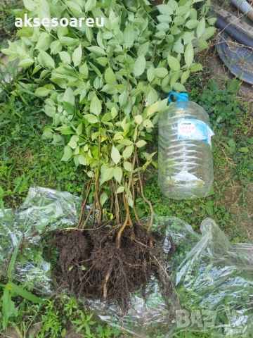 Нова здрава Еводия над метър Фиданки от медоносното дърво на пчеларя разсад високи дръвчета , снимка 2 - Разсади - 51647548