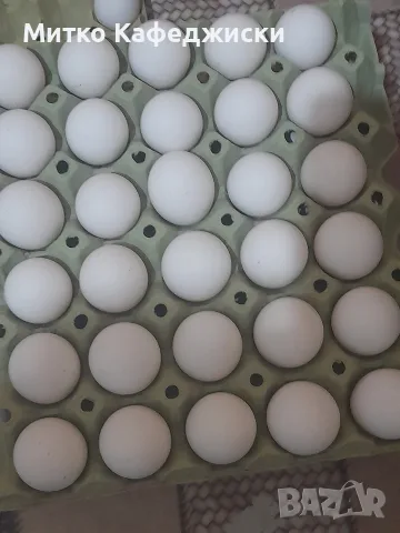 продавам домашни яйца 