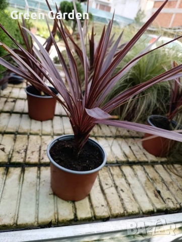 Кордилина / Cordyline “Australis”