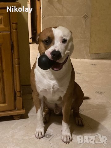 Търси женска. Американски питбул., снимка 5 - Питбул - 42910878