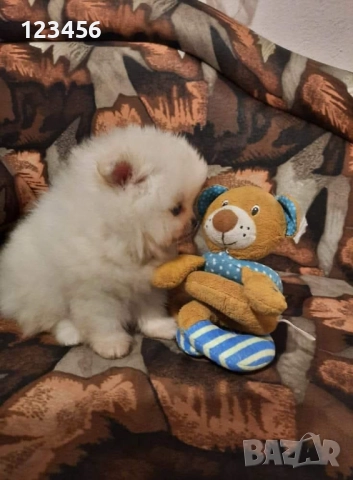 Померанчета