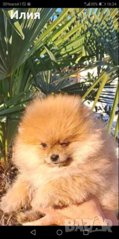 Продавам померан , снимка 5 - Померан - 52913555