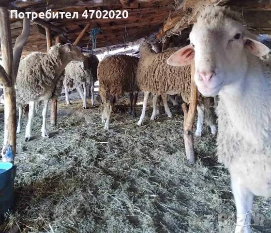 Продавам Шилета и Коч, снимка 5 - Овце - 56549901