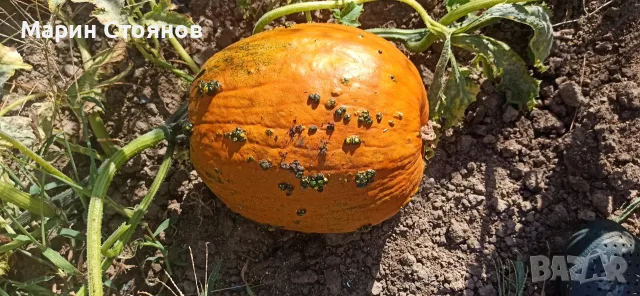 Продавам тикви различни сортове