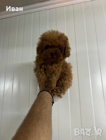 Teacup/тийкъп пудел, снимка 3 - Пудели - 52529582