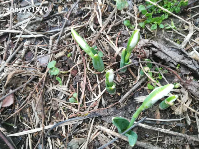 кокичета 2025 година-лот в саксия с земя 2301251704, снимка 6 - Градински цветя и растения - 48800808