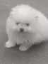 померан момченце, снимка 3