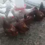 Кокошки и петел Ексел , снимка 2