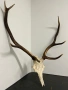 Трофей от елен, снимка 3