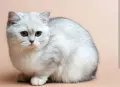 Srebarna cincila , снимка 3