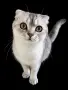 Британски котарак за разплод, снимка 2
