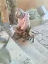Белгийски овчарки малиноа. Елитни родители, снимка 1
