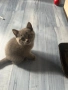 Британски късокосмести котета, снимка 3