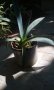 Agave americana, снимка 1 - Градински цветя и растения - 29290241