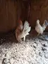  млада двойка Серами, снимка 2