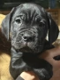 Кане Корсо / Cane Corso, снимка 13