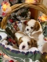 Малки кученца порода Кавалер Кинг Чарлз Шпаньол , снимка 8