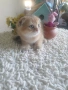 Шотландско клепоухо златна чинчила, снимка 5