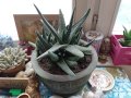 екзотично растение в красива керамична саксия, снимка 1