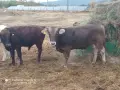 Отбити месодайни телета , снимка 3