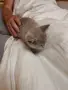 Британски късокосмести котета,  обезпаразитени с хигиенни навици , снимка 5