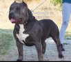 american Bully XL и двете са женски, снимка 5