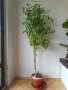 Фикус бенджамин 170см, драцена 120см, снимка 18