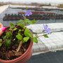 Винка минор, Vinca minor, снимка 7