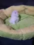 КОТЕНЦЕ УНИКАТ.МОМЧЕНЦЕ, снимка 5