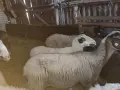 свободни цялото стадо , снимка 3