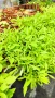 Ипомея Батат, два различни зелени сорта!, снимка 15