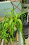 Бременен лук, албука, орнитогалум (Albuca bracteata (syn.: Ornithogalum longibracteatum)), снимка 1 - Стайни растения - 36570496