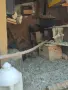 Гълъби за продан, снимка 2