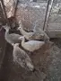 Пауни опал паунчета, снимка 3