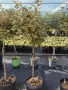 Elaeagnus stam топиар-Елеагнус, снимка 2