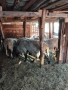 Продавам 3 агнета и 1 коч, снимка 6