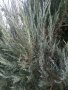 Туя-сребриста, снимка 1 - Градински цветя и растения - 42639279