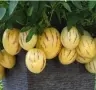 Разсад ПЕПИНО Пъпешово дърво . Сорт (Solanum Muricatum) ▪️Развива се много бързо , снимка 2